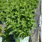 BUDDLEIA HIGH FIVE `PURPLE`