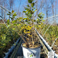 ILEX VERTICILLATA `BERRY POPPINS`