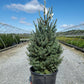 PICEA GLAUCA