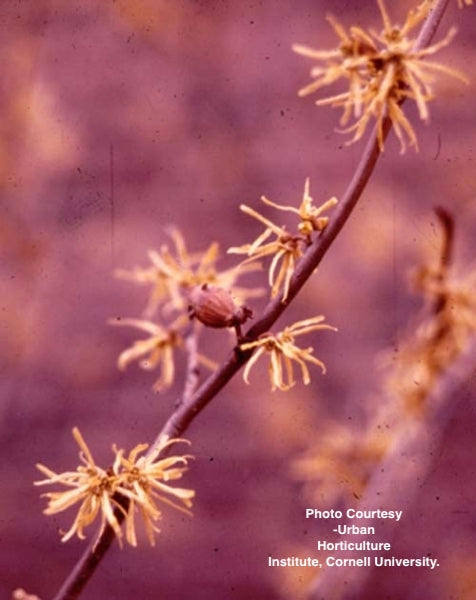 HAMAMELIS VERNALIS