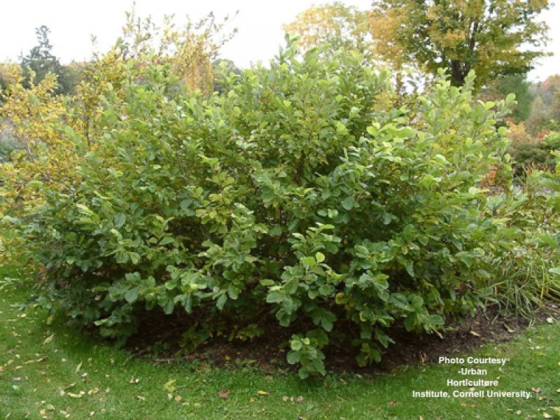 HAMAMELIS VERNALIS