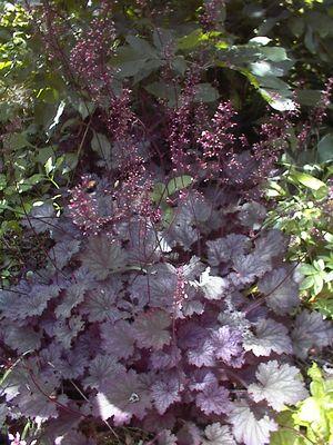 HEUCHERA `FROSTED VIOLET`