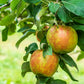 MALUS `HONEYCRISP` (APPLE)