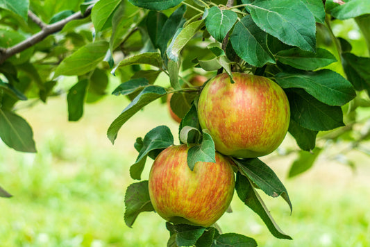 MALUS `HONEYCRISP` (APPLE)