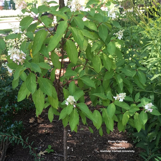 HYDRANGEA PAN. `PINKY WINKY` - TREE