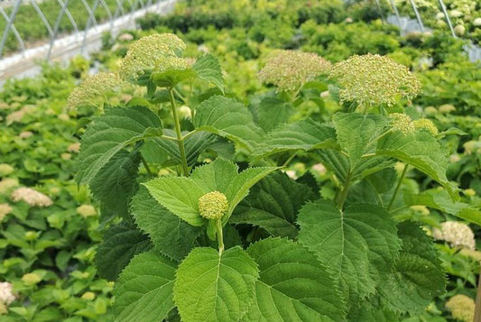 HYDRANGEA ARB. INVINCIBELLE `WEE WHITE`