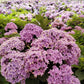 HYDRANGEA M `STARFIELD`