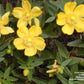 HYPERICUM FRONDOSUM `SUNBURST`