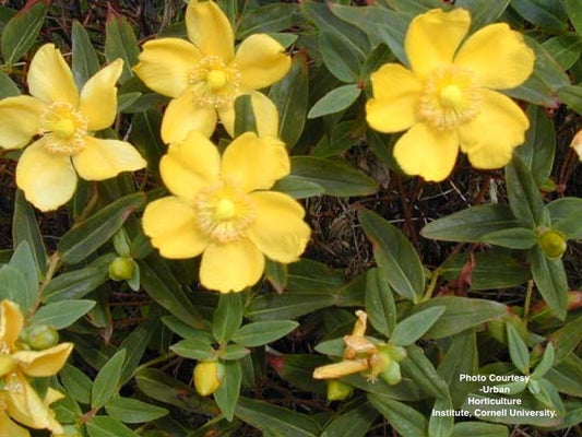 HYPERICUM FRONDOSUM `SUNBURST`