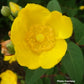 HYPERICUM PATULUM `HIDCOTE`