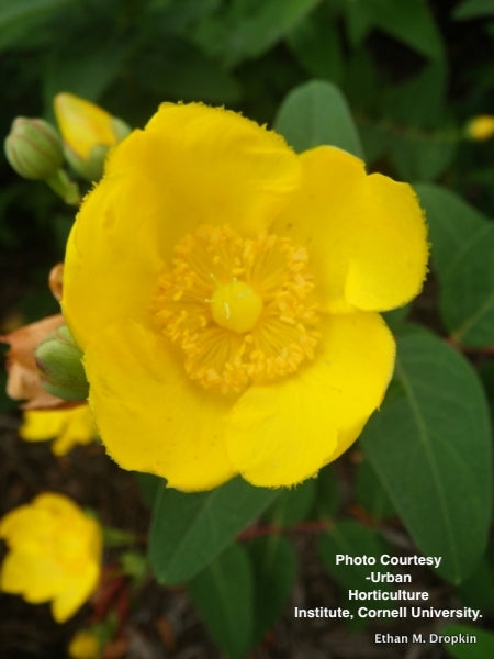 HYPERICUM PATULUM `HIDCOTE`