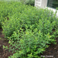 HYPERICUM PATULUM `HIDCOTE`