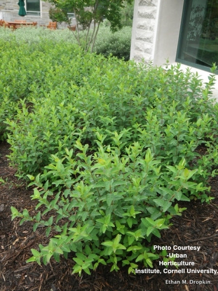 HYPERICUM PATULUM `HIDCOTE`