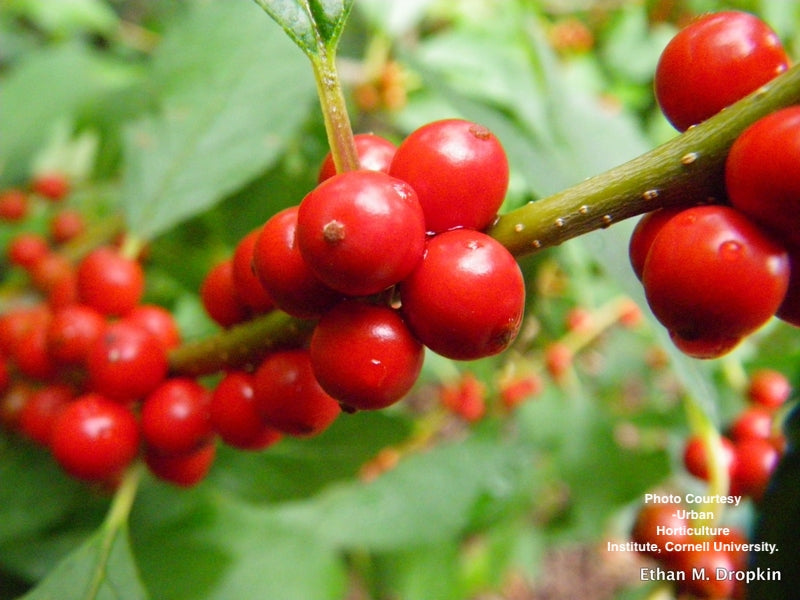 ILEX VERTICILLATA