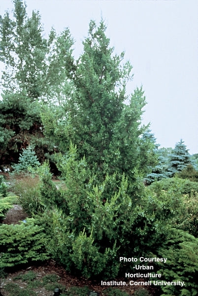 JUNIPERUS CHINENSIS `HETZII COLUMNARIS`