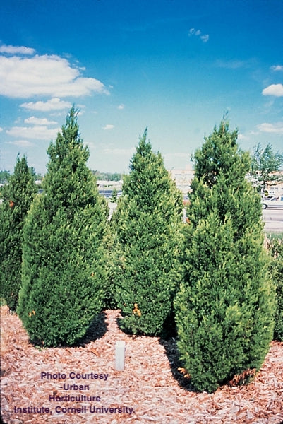 JUNIPERUS CHINENSIS `SPARTAN`