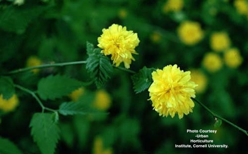 KERRIA JAPONICA `GOLDEN GUINEA`