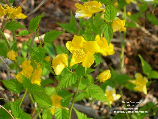 KERRIA JAPONICA