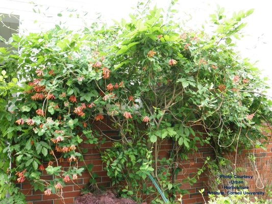 LONICERA SEMPERVIRENS `MAJOR WHEELER`