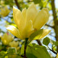 Magnolia Lois