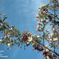 MALUS X `DONALD WYMAN`