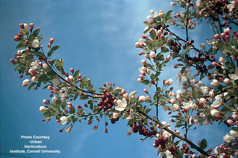 MALUS X `DONALD WYMAN`