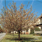 MALUS X `DONALD WYMAN`