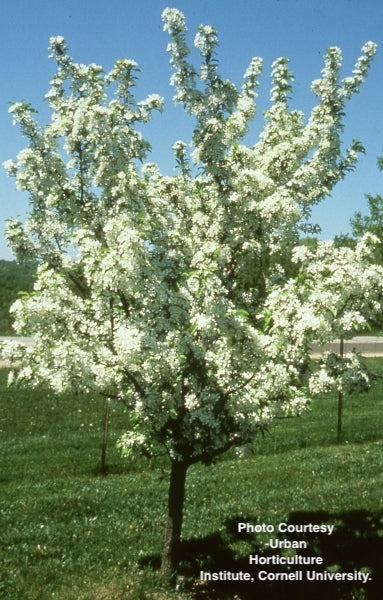 MALUS X `RED JEWEL`