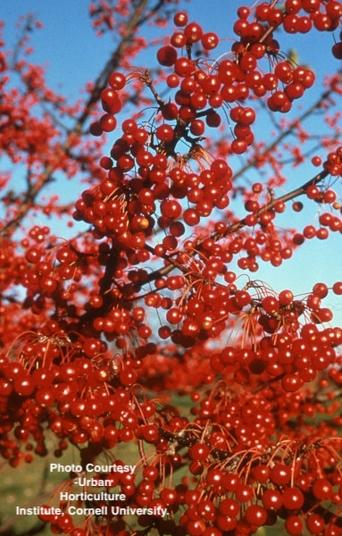 MALUS X `RED JEWEL`