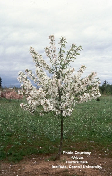 MALUS X `SUGAR TYME`