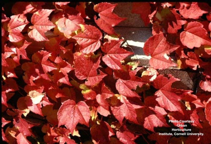 PARTHENOCISSUS TRICUSPIDATA