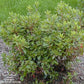 RHODODENDRON X `PJM`