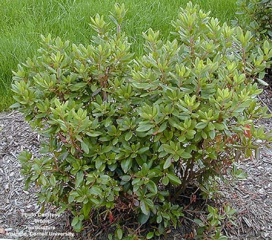 RHODODENDRON X `PJM`