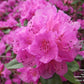RHODODENDRON X `PJM`