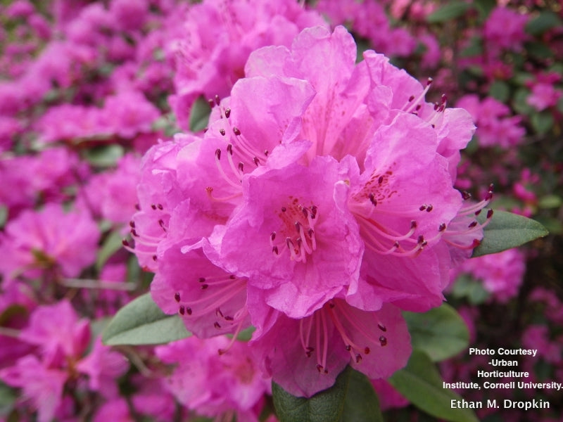 RHODODENDRON X `PJM`
