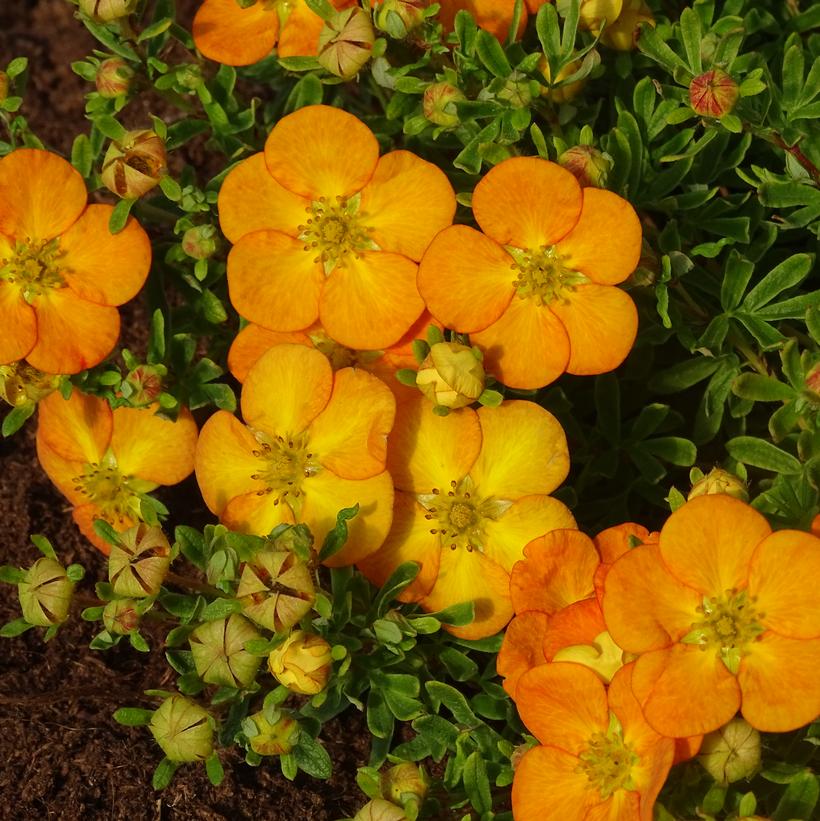 POTENTILLA `BELLA SOL`