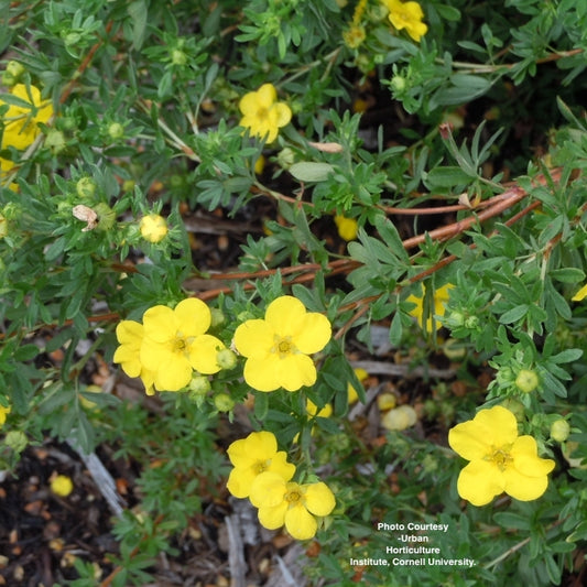 POTENTILLA FR. `GOLD FINGER`