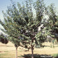 PRUNUS SERRULATA `KWANZAN`