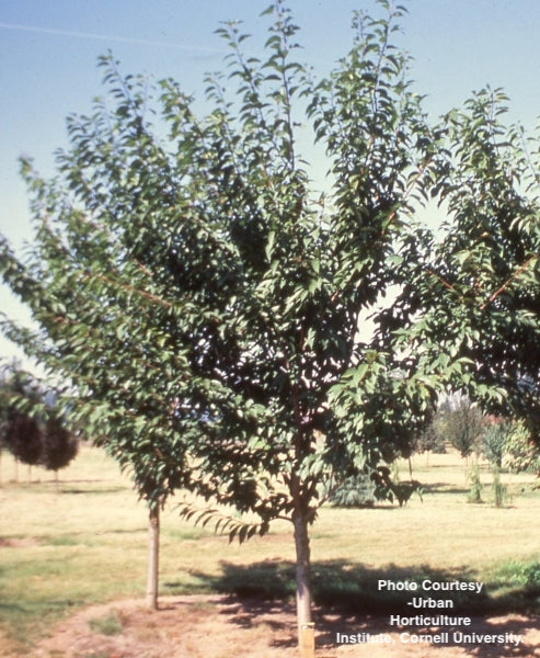 PRUNUS SERRULATA `KWANZAN`