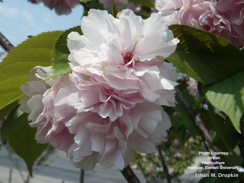 PRUNUS SUBHIRTELLA `PENDULA` - 3`STD