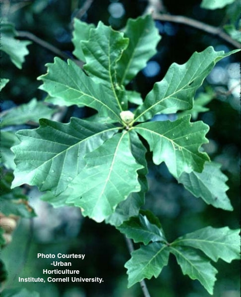 QUERCUS BICOLOR