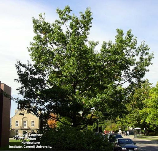 QUERCUS COCCINEA