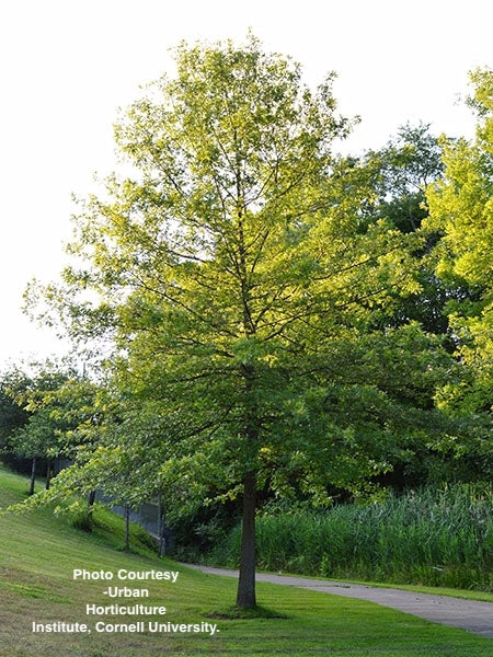 QUERCUS PALUSTRIS