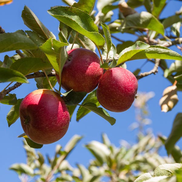 MALUS `RED ROME` (APPLE)