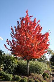 ACER RUBRUM `REDPOINTE`