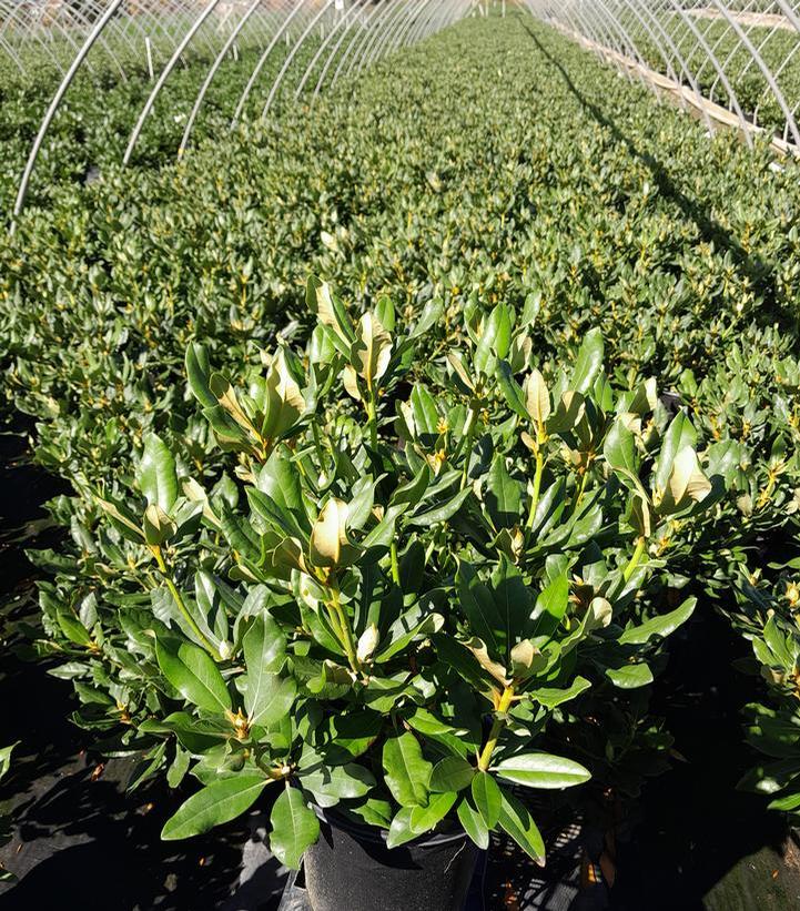 RHODODENDRON CAT. `NOVA ZEMBLA`