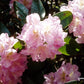 RHODODENDRON YAK. `PERCY WISEMAN`
