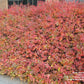 RHUS AROMATICA `GRO-LOW`