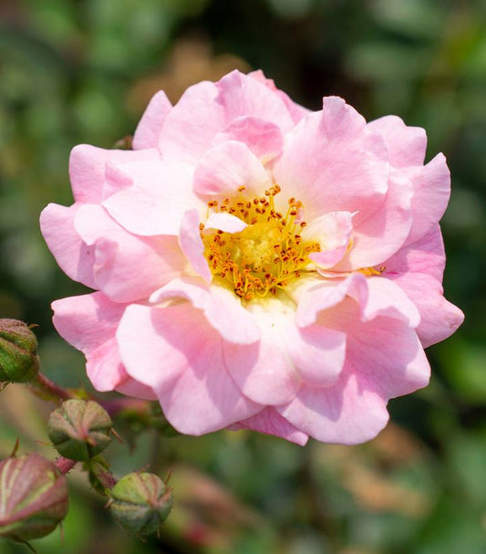 ROSA `DRIFT BLUSHING`