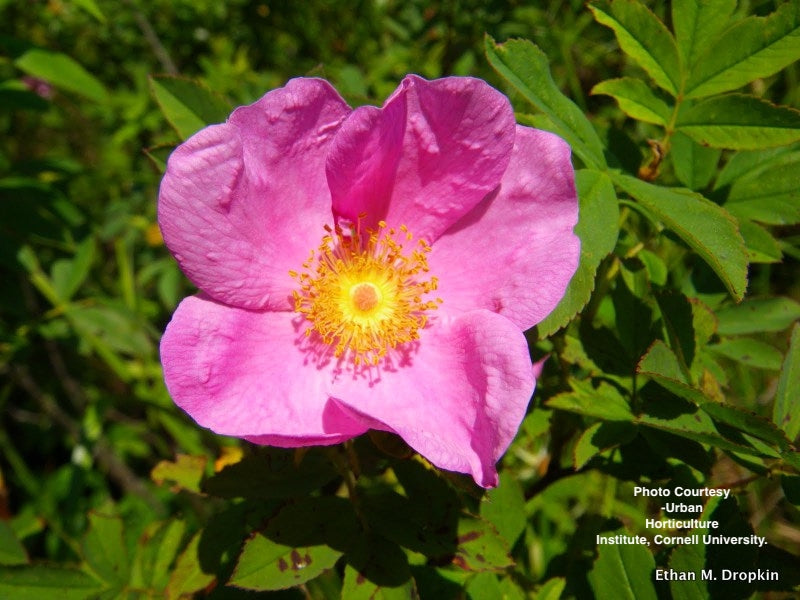 ROSA PALUSTRIS